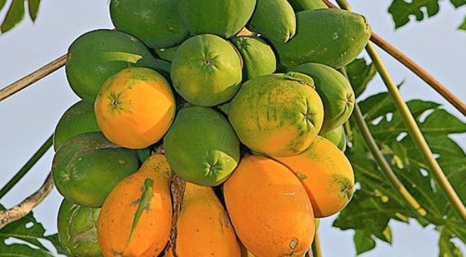 Khám phá công dụng tuyệt vời từ Đu đủ