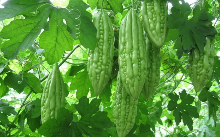 Kỳ lạ trước công dụng của mướp đắng