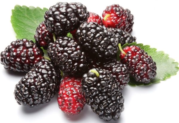 Công dụng của quả dâu tằm