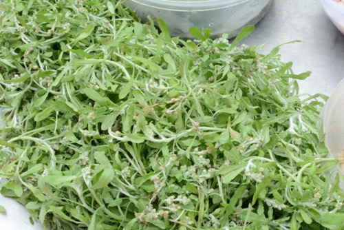 Một số bài thuốc từ Rau Khúc