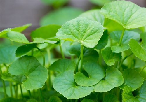 Công dụng kỳ diệu từ rau Má