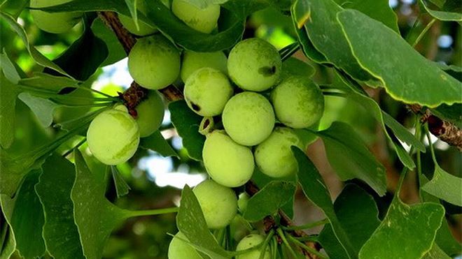 Bài thuốc trị bệnh từ bạch quả