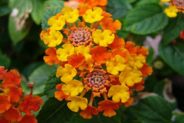 Nhiều người không thể biết được công dụng thực sự của cây cứt lợn bông ổi