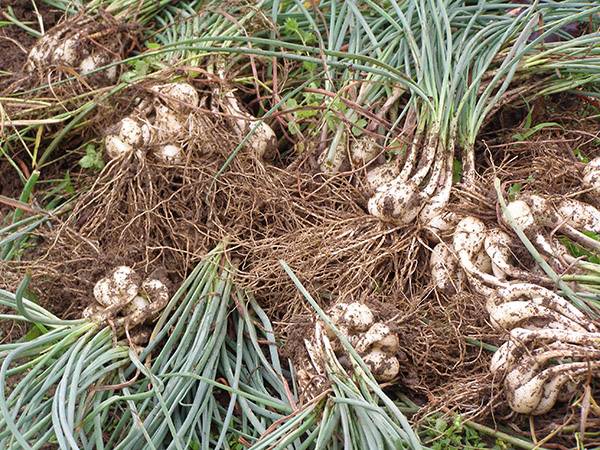 Công dụng trị bệnh của Cây Kiệu nhiều người bất ngờ