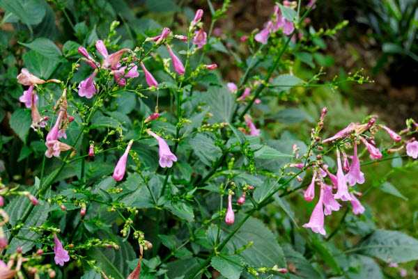 Phát hiện nhiều công dụng trị bệnh từ cây Trâm mèo