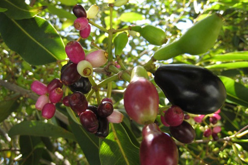 Ai đang uống nước vối hàng ngày cần phải biết những công dụng thực sự này