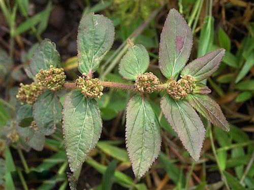 Bài thuốc từ cây cỏ sữa