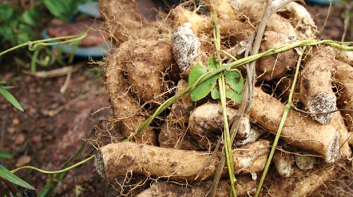 Bài thuốc trị bệnh từ củ mài