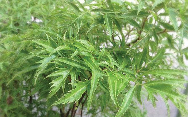 Đinh lăng cây Sâm Việt Nam với nhiều công dụng trị bệnh