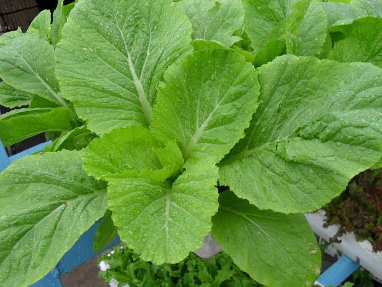 Bài thuốc trị bệnh từ hạt cải bẹ xanh