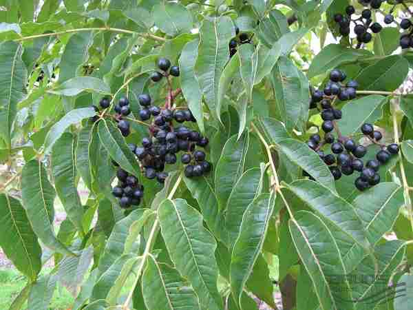 Hoàng bá và những bài thuốc trị bệnh không ngờ tới