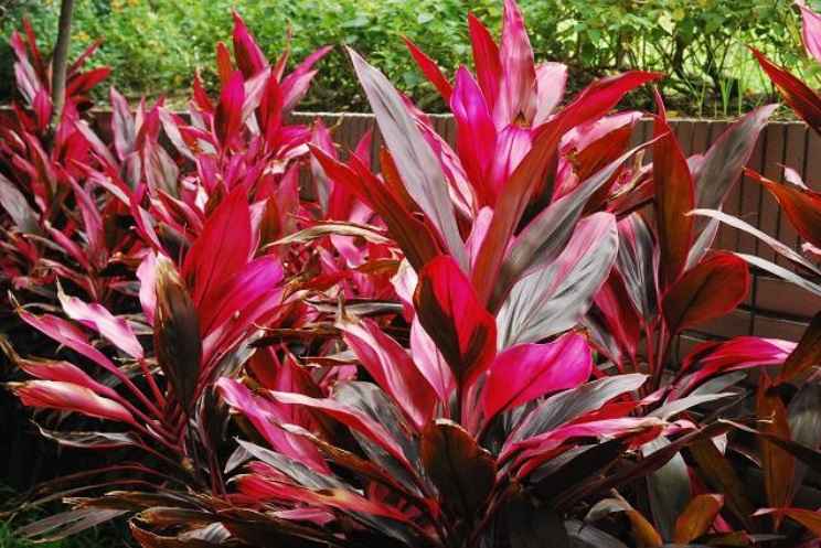 Loại cây này mọc đầy vườn mà chưa biết hết công dụng thực sự