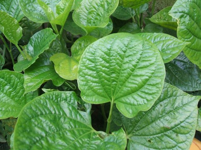 Lá lốt - Có công dụng  thần dược nhiều người không biết