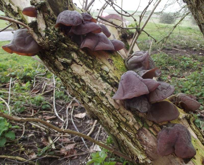 Không ngờ Nấm mèo có nhiều công dụng như vậy