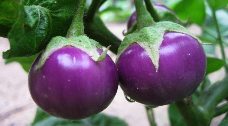 Bài thuốc trị bệnh từ quả cà