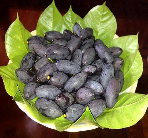 Bài thuốc trị bệnh từ quả trám