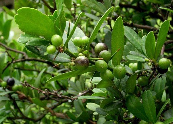 Một số công dụng từ cây quýt gai