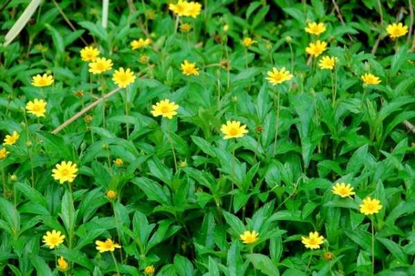 Tưởng là cỏ dại hóa ra Sài đất là một vị thuốc quý