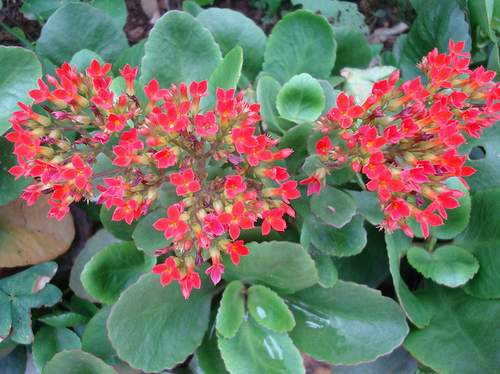 Công dụng của cây Sống đời