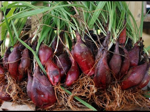 Công dụng của Tỏi lào ít người biết đến