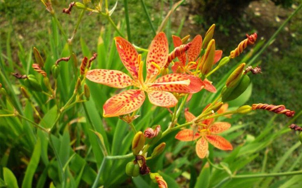 Nên trồng cây Xạ Can trong vườn nhà bởi công dụng quá tuyệt vời