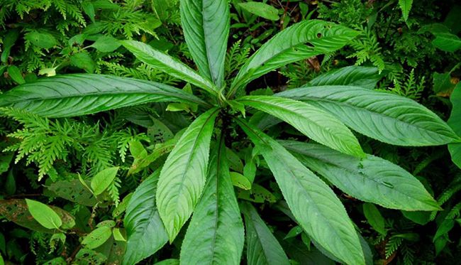 5 Công dụng của xương sông- Trị bệnh như thần dược