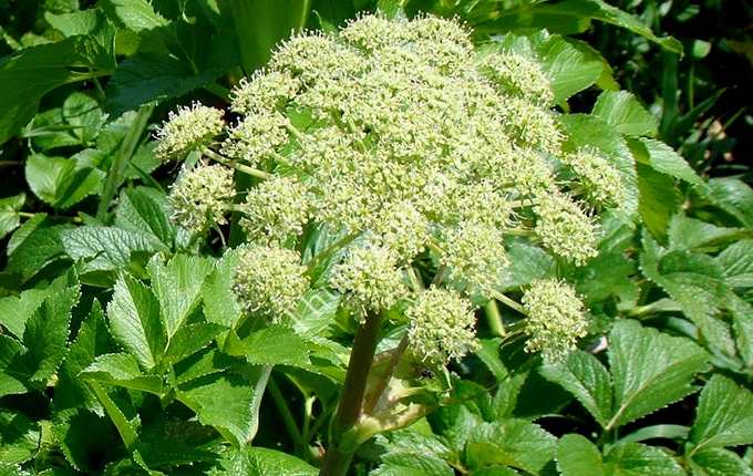 Đặc tính, công dụng của Bạch chỉ