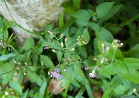 Bạch đầu ông - Đặc tính, công dụng và phương thuốc trị liệu