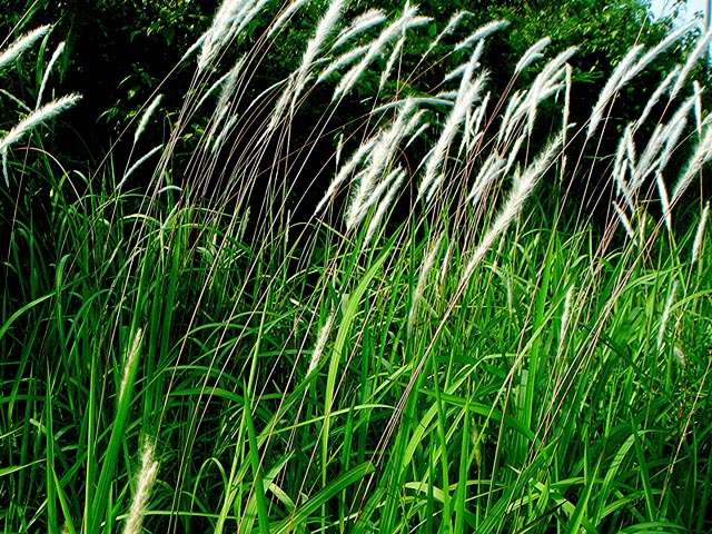 Đặc tính, công dụng của Bạch mao căn