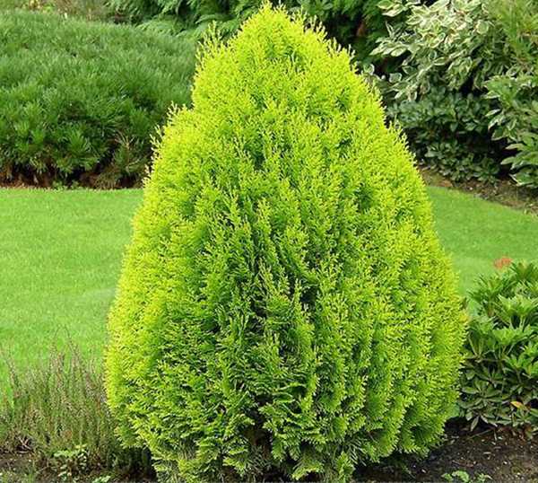 Đặc tính, công dụng, phương thuốc trị liệu của Bách thực