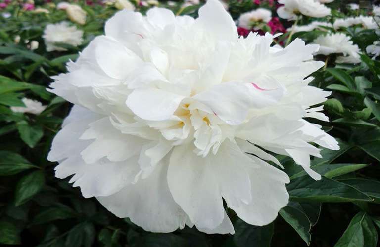 Công dụng trị bệnh của Bạch thược