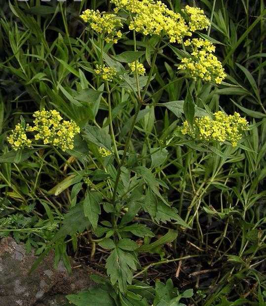 Đặc tính, công dụng của Bại tương