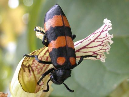 Đặc tính, công dụng, phương thuốc trị liệu của ban miêu