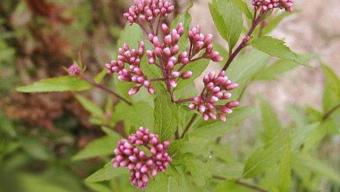 Đặc tính, công dụng, phương thuốc trị liệu của bội lan