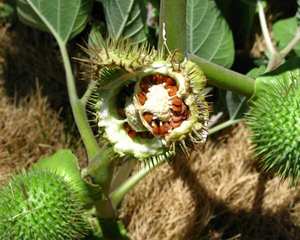 Hiểu biết về Alcaloid và cây độc chứa alcaloid