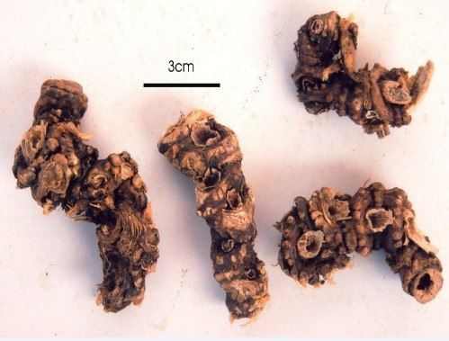 Đặc tính công dụng của Cảo bản