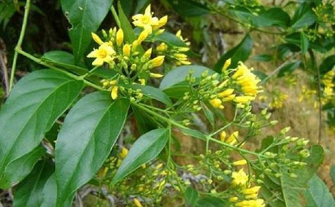 Chất độc chết người trong cây Lá ngón