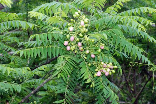 Đau đầu do ăn nhiều dâm hôi