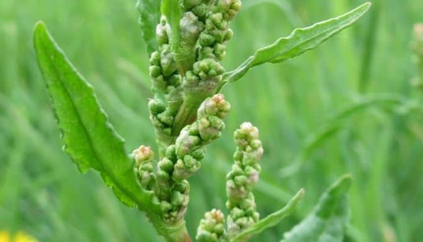 Cây dương đề - Đặc tính, công dụng và phương thuốc trị liệu