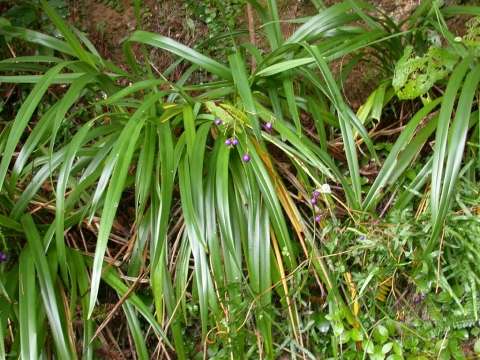 Chất độc trong cây Hương bài có nguy hiểm không?