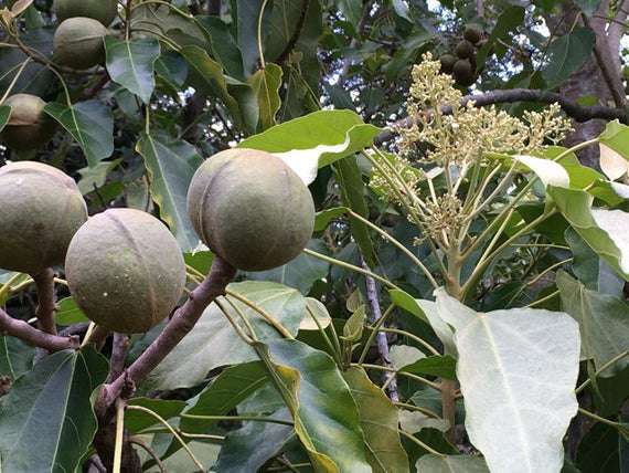 Chất độc trong cây Lai cần cảnh giác