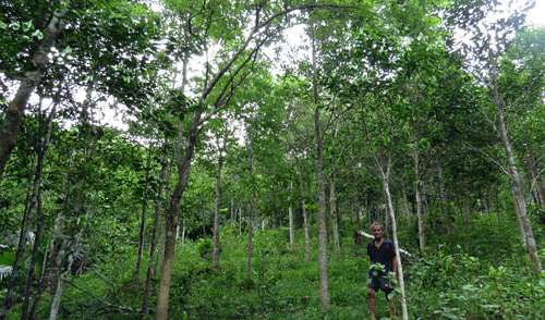 Triệu chứng ngộ độc cây Lim