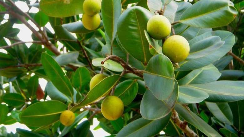 Triệu chứng ngộ độc cây Mù u