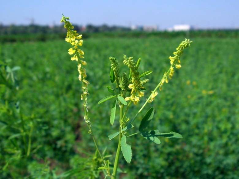 Triệu chứng ngộ độc cây Nhãn hương