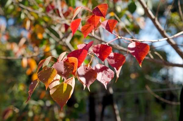 Chất độc và triệu chứng ngộ độc cây Sòi