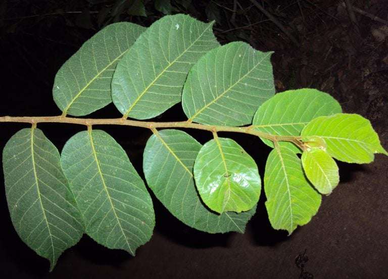 Chất độc và triệu chứng ngộ độc cây sui