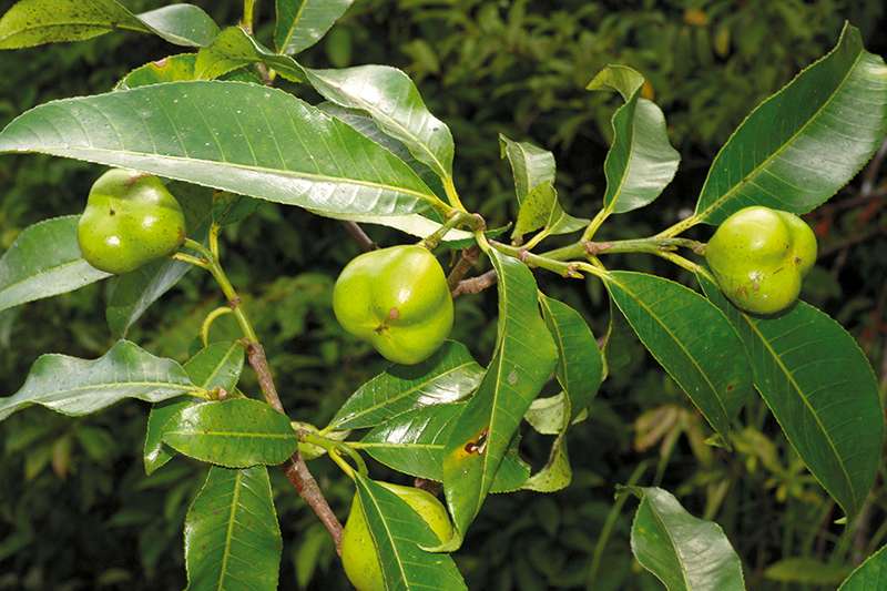 Bộ phận độc và chất độc trong cây Thần linh