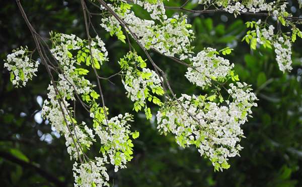 Bộ phận độc và chất độc trong cây Thàn mát