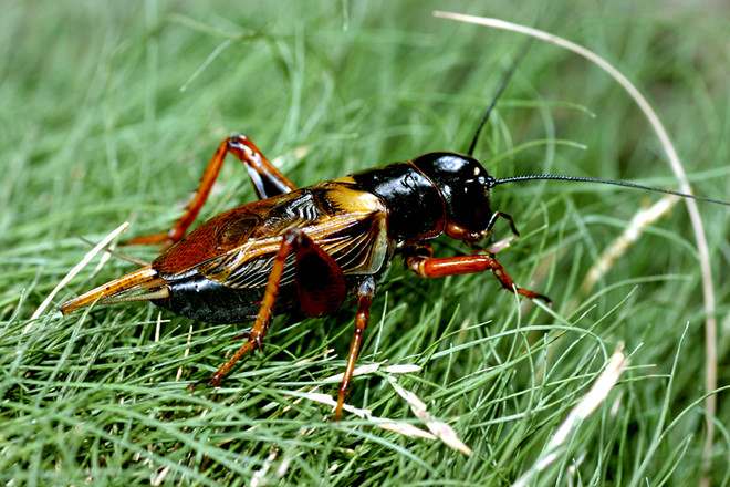 Đặc tính, công dụng, phương thuốc trị liệu của dế