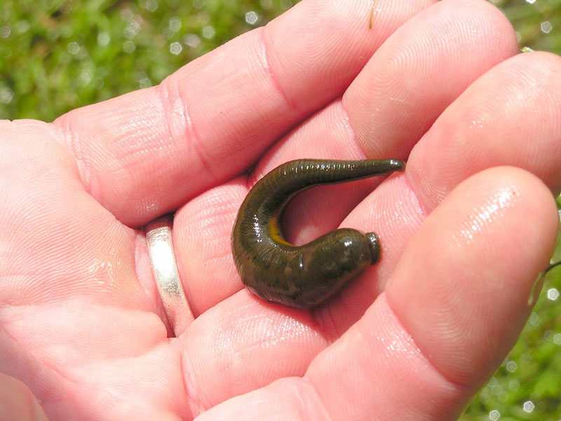 Đặc tính, công dụng, phương thuốc trị liệu của con đỉa